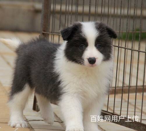 边境牧羊犬纯种边牧犬北京边牧犬出售