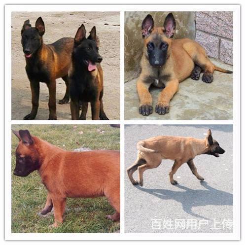 安康狗场买狗上哪里选放心的图片