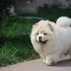 松狮多少钱松狮哪里卖可以养松狮吗