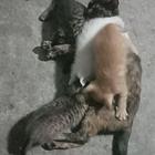 五只可爱猫仔