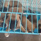 个人养马犬幼犬出售