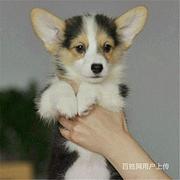 池州柯基犬如何挑选养柯基上哪里看