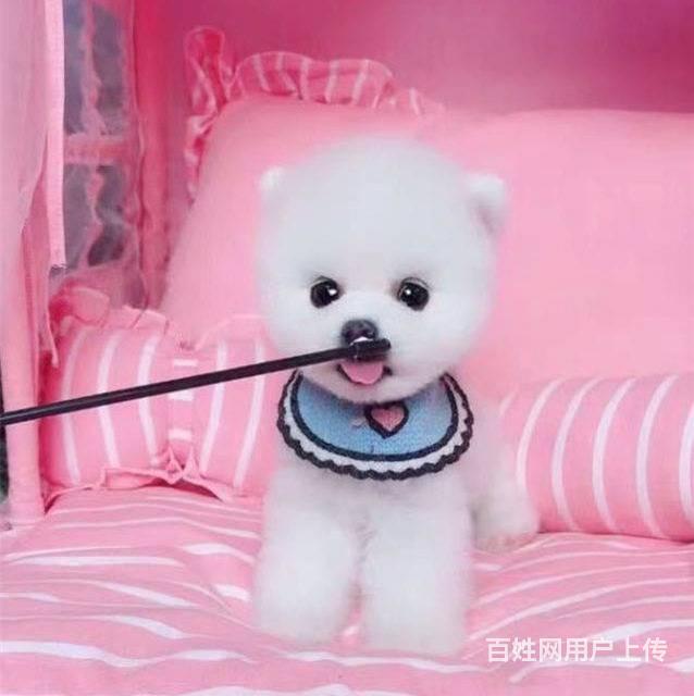 俊介茶杯博美犬赛级球体博美犬出售北京市博美犬