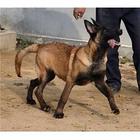 唐山马犬多少钱 马犬价格 马犬图片 马犬幼犬