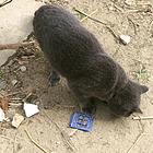 靓蓝猫公平出