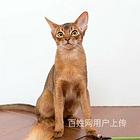广东肇庆双血统阿比西尼亚幼猫猫舍特惠