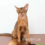 福建泉州纯种阿比幼猫猫舍特惠