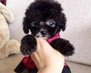 玉溪买泰迪一般需要花多少钱 泰迪如何饲养