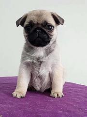 榆林哪里有卖巴哥犬，巴哥市场价格