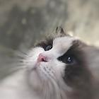 新脸版布偶