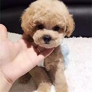 玉林哪里可以买到精品泰迪犬 泰迪连锁店
