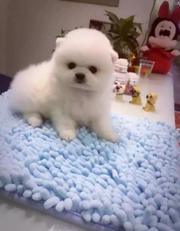 唐山博美多少钱一只 哈多利博美 纯种博美犬 小博美