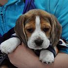 商丘养比格犬的地方，卖比格犬的地方