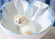 本地哪里有卖加菲猫的 加菲猫眼部怎么护理好养吗