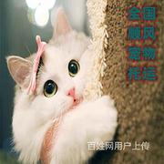 今日/推荐) 织金县出发到全国宠物托运/猫狗全程专人看护