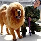 哪里有藏獒卖藏獒多少钱哪里可以买到藏獒