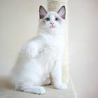 咸阳哪里买布偶猫纯血统◆布偶猫多少钱一只