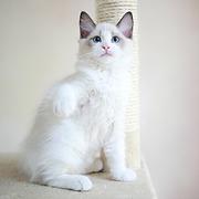 安阳附近哪里有布偶猫卖◆猫场常年卖纯种布偶猫
