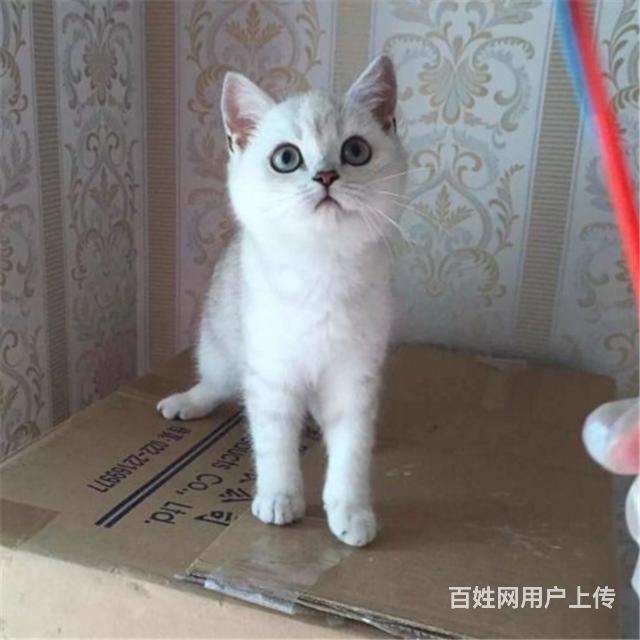 铜川想买银渐层到哪里看靠谱，靠谱银渐层养殖户的图片