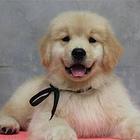 纯种大头金毛 买金毛必看,顶级金毛犬,热销