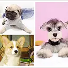 赛级幼犬狗狗康活体买常年出售高品质狗狗 基地现货挑选