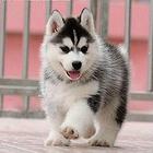 纯三火双蓝眼哈士奇犬.西伯利亚哈士奇雪橇犬