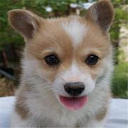 商丘哪里可以买到精品柯基犬 柯基连锁店