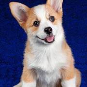 唐山柯基怎么卖 纯种柯基犬 柯基犬价格 柯基犬幼犬