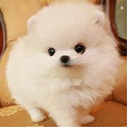 周口【博美犬舍】地址 博美一般价位