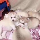 焦作哪里有哈士奇卖 哈士奇犬舍信息