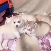 黄石卖哈士奇的正规犬舍 出售 繁殖基地 视频选狗