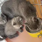 纯种蓝猫