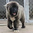 出售纯种高加索幼犬 签订售后协议 给送礼品