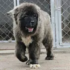 出售纯种高加索幼犬 签订售后协议 给送礼品