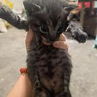 猫猫找爱心主人