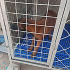 马犬出售