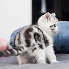 哪里有美短虎斑猫出售的 加白和虎斑有什么区别