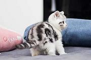 哪里有美国短毛猫卖的 美短加白价格 虎斑多少钱