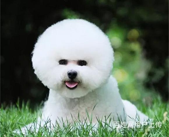 绥化卖比熊的狗场，小比熊多少钱一只的图片
