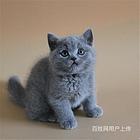 通化纯血暹罗猫幼猫特价转让