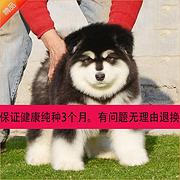 襄阳就近哪里有阿拉斯加卖，一般阿拉斯加本地多少钱