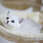 新乡附近哪里有银渐层卖◆猫场常年卖纯种银渐层