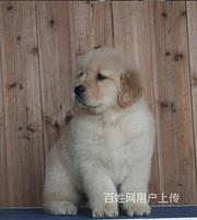 青岛卖金毛在哪买金毛市场价格