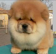鞍山犬舍卖松狮。松狮一般什么价位