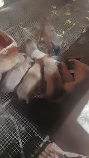 精品马犬出售