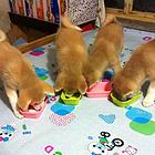 出售纯种秋田犬、金牌店铺品质保障、诚信经营保障.