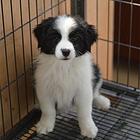 纯种边境牧羊犬 黑白边牧 金色边牧 同城可送货
