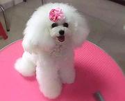 玉溪哪里有卖泰迪犬，泰迪犬市场价格