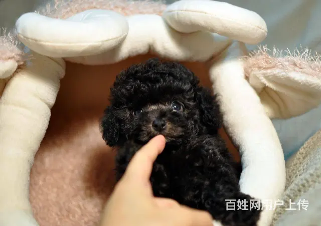 北京市泰迪犬 茶杯玩具泰迪出售 泰迪犬舍的图片