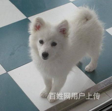 京华名犬待售尖嘴银狐幼犬三个月 驱虫免疫已做完 - 北京大兴黄村狗狗